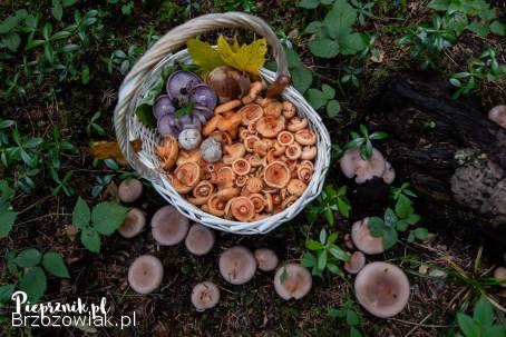 Grzyby.  Świeże RYDZE na zamówienie 30zł/kg.  ZAPRASZAM DO KONTAKTU.