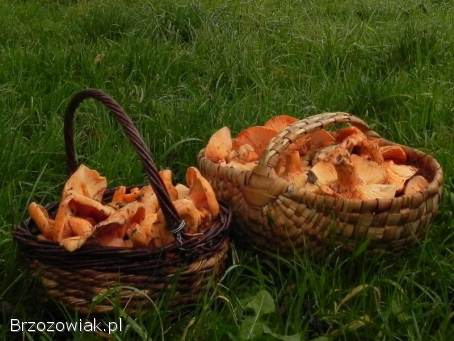 Grzyby.  Świeże RYDZE na zamówienie 30zł/kg.  ZAPRASZAM DO KONTAKTU.