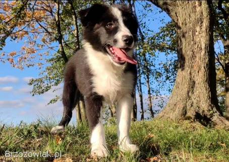 Piękny Rasowy Szczeniak Border Collie -  komplet dok.