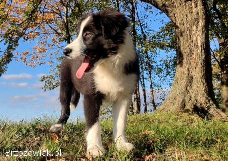 Piękny Rasowy Szczeniak Border Collie -  komplet dok.