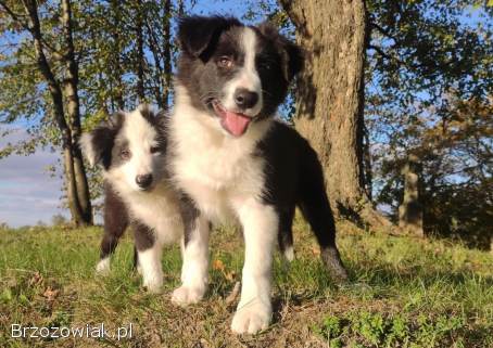 Piękny Rasowy Szczeniak Border Collie -  komplet dok.