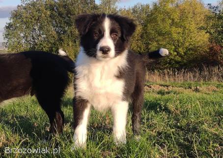 Piękny Rasowy Szczeniak Border Collie -  komplet dok.