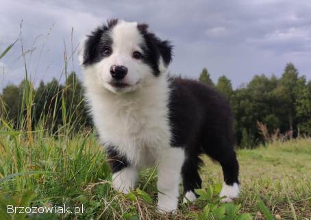 Border Collie -  Super Samiec z dokumentami hod.