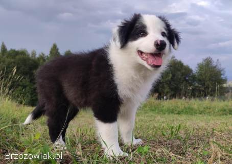 Border Collie -  Super Samiec z dokumentami hod.