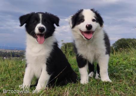 Border Collie -  Super Samiec z dokumentami hod.