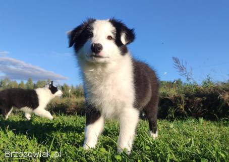 Border Collie -  Super Samiec z dokumentami hod.