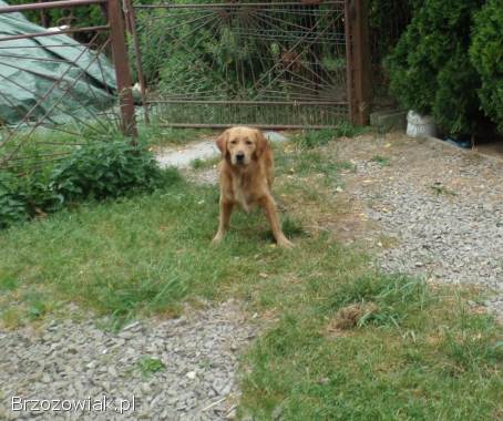 Golden retriever