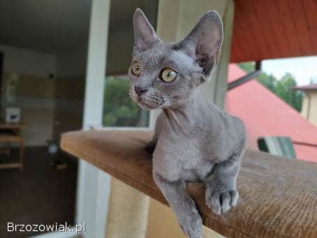 Legalna Hodowla Kotów Brytyjskich i Devon Rex