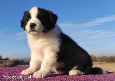 Piękne Szczenie Border Collie -  Rasowy i po świetnych rodzicach