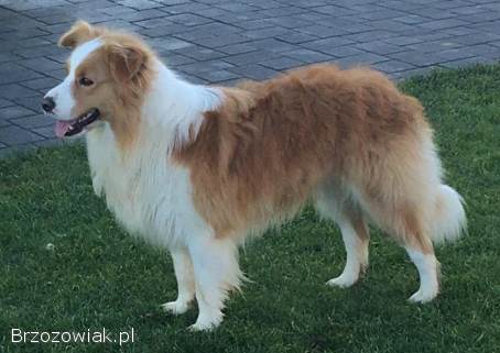 Piękne Szczenie Border Collie -  Rasowy i po świetnych rodzicach