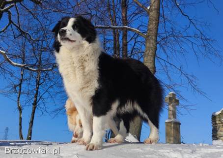 Piękne Szczenie Border Collie -  Rasowy i po świetnych rodzicach