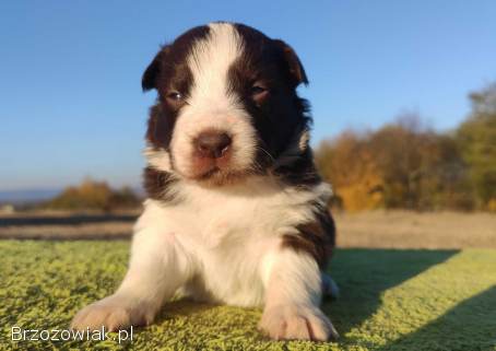 Border Collie -  Czekoladowa suczka z klasą,  Rasowa z Hodowli