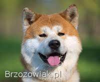 Akita inu