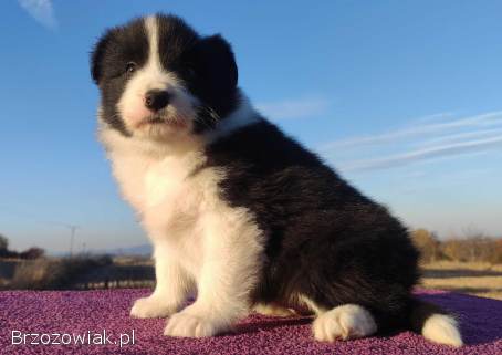 Piękne Szczenie Border Collie -  Rasowa suczka z pełną dok.