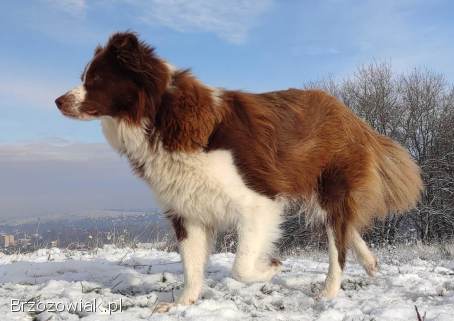 Szczenię Border Collie -  Czekoladowy rasowy samiec z Hodowli