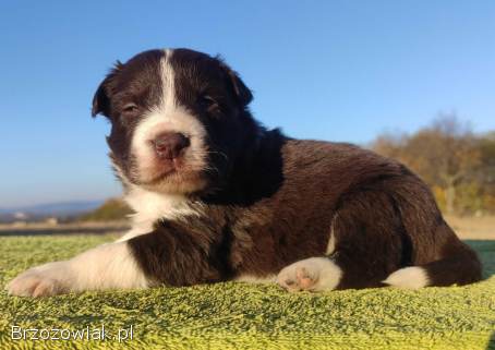 Szczenię Border Collie -  Czekoladowy rasowy samiec z Hodowli