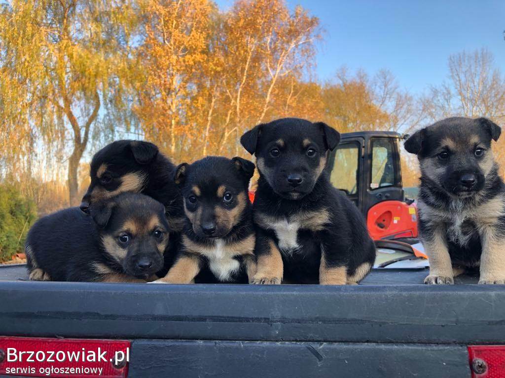 Terrier pieski szczeniaki