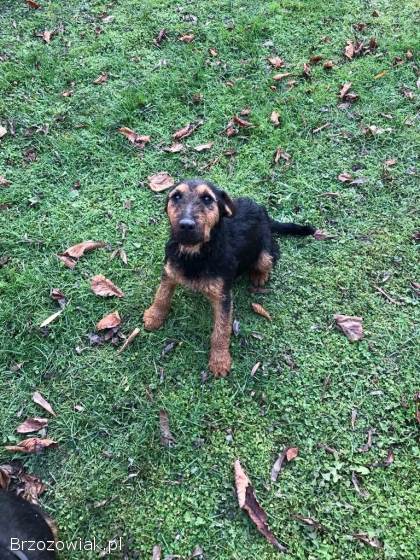 Terrier pieski szczeniaki