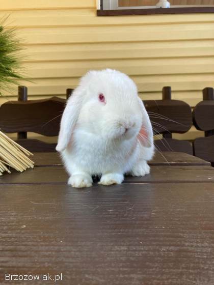 Króliki Mini Lop