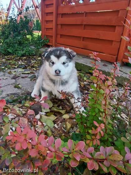 Alaskan Malamute