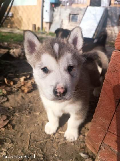 Alaskan Malamute