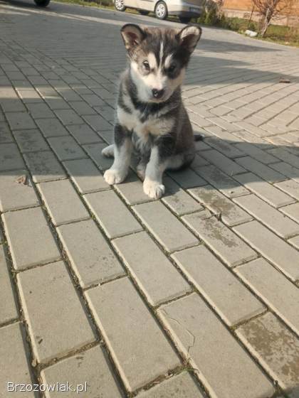 Alaskan Malamute