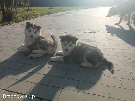 Alaskan Malamute