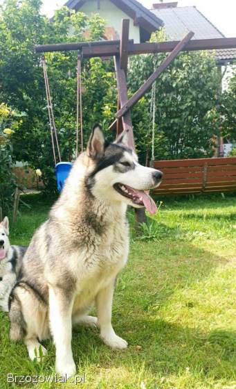 Alaskan Malamute