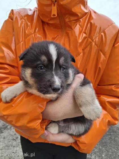 Szczeniaki Husky