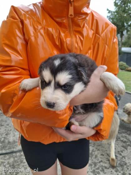 Szczeniaki Husky