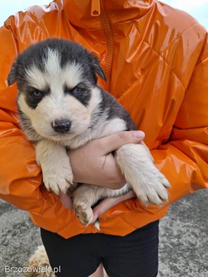 Szczeniaki Husky