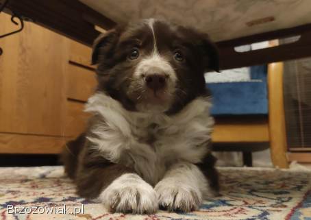 BORDER COLLIE rasowy pies,  czekoladowo biały -  cudowny!