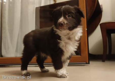 BORDER COLLIE rasowy pies,  czekoladowo biały -  cudowny!