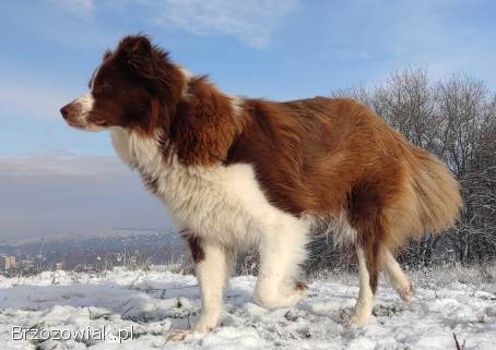 BORDER COLLIE rasowy pies,  czekoladowo biały -  cudowny!