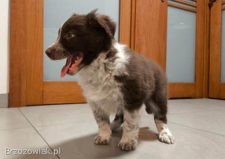 Piękny szczeniak Border Collie -  pies z pełną dok.  hodowli