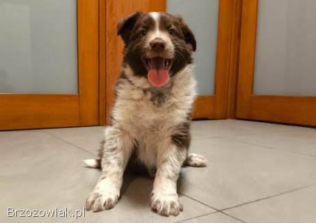 Piękny szczeniak Border Collie -  pies z pełną dok.  hodowli