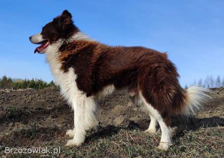 Piękny szczeniak Border Collie -  pies z pełną dok.  hodowli