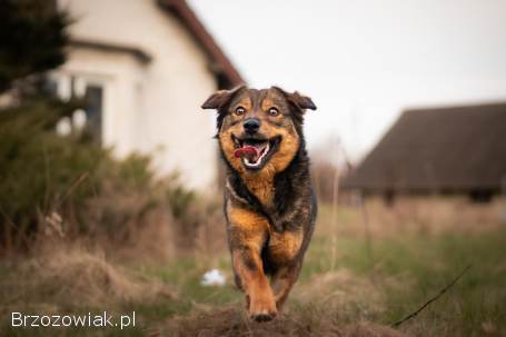 Kajtek -  domowy,  nieduży psiak szuka domu!