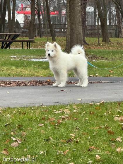 Samoyed szczeniak Hodowla Ciut Star (FCI)