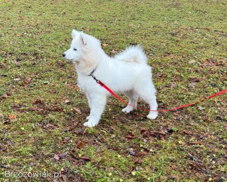 Samoyed szczeniak Hodowla Ciut Star (FCI)