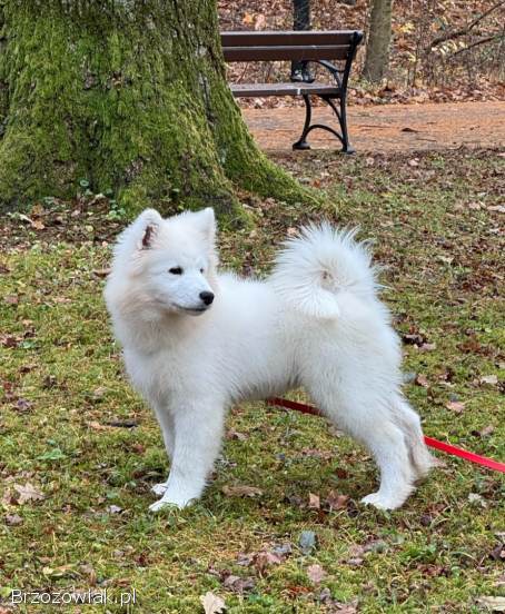 Samoyed szczeniak Hodowla Ciut Star (FCI)