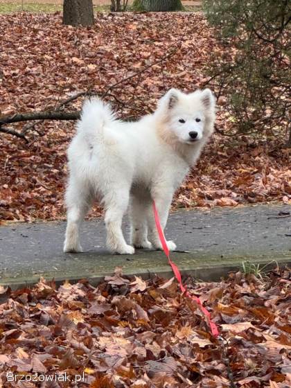 Samoyed szczeniak Hodowla Ciut Star (FCI)