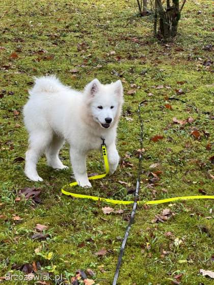 Samoyed szczeniak Hodowla Ciut Star (FCI)