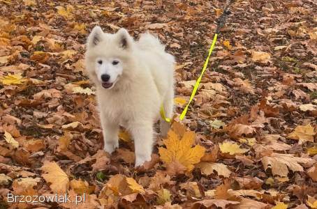 Samoyed szczeniak Hodowla Ciut Star (FCI)