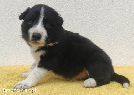 BORDER COLLIE rasowy pies z hodowli,  czarno-białyHodowla Wiąz