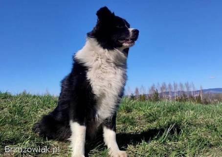 BORDER COLLIE rasowy pies z hodowli,  czarno-białyHodowla Wiąz