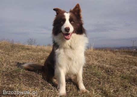 BORDER COLLIE rasowy pies z hodowli,  czarno-białyHodowla Wiąz