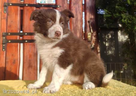 Rasowa Suczka Border Collie -  Szczeniak z Hodowli z pełną dok.