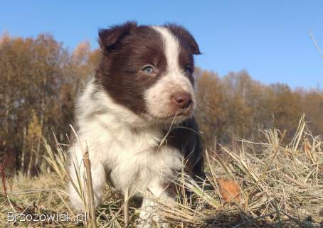 Rasowa Suczka Border Collie -  Szczeniak z Hodowli z pełną dok.