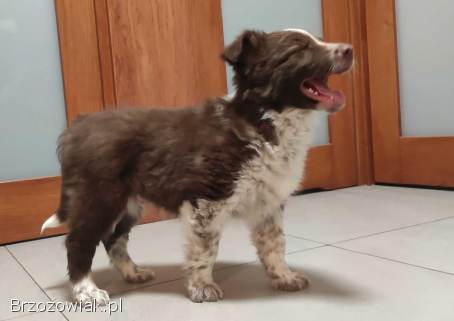 Rasowy Border Collie -  piękny pies czekoladowo-biały